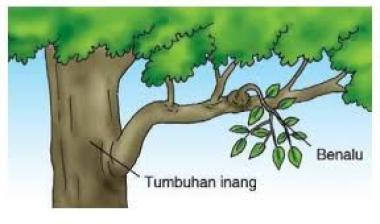 Tryout Online IPA: Persiapan Terbaik Menghadapi Ujian Tumbuhan
